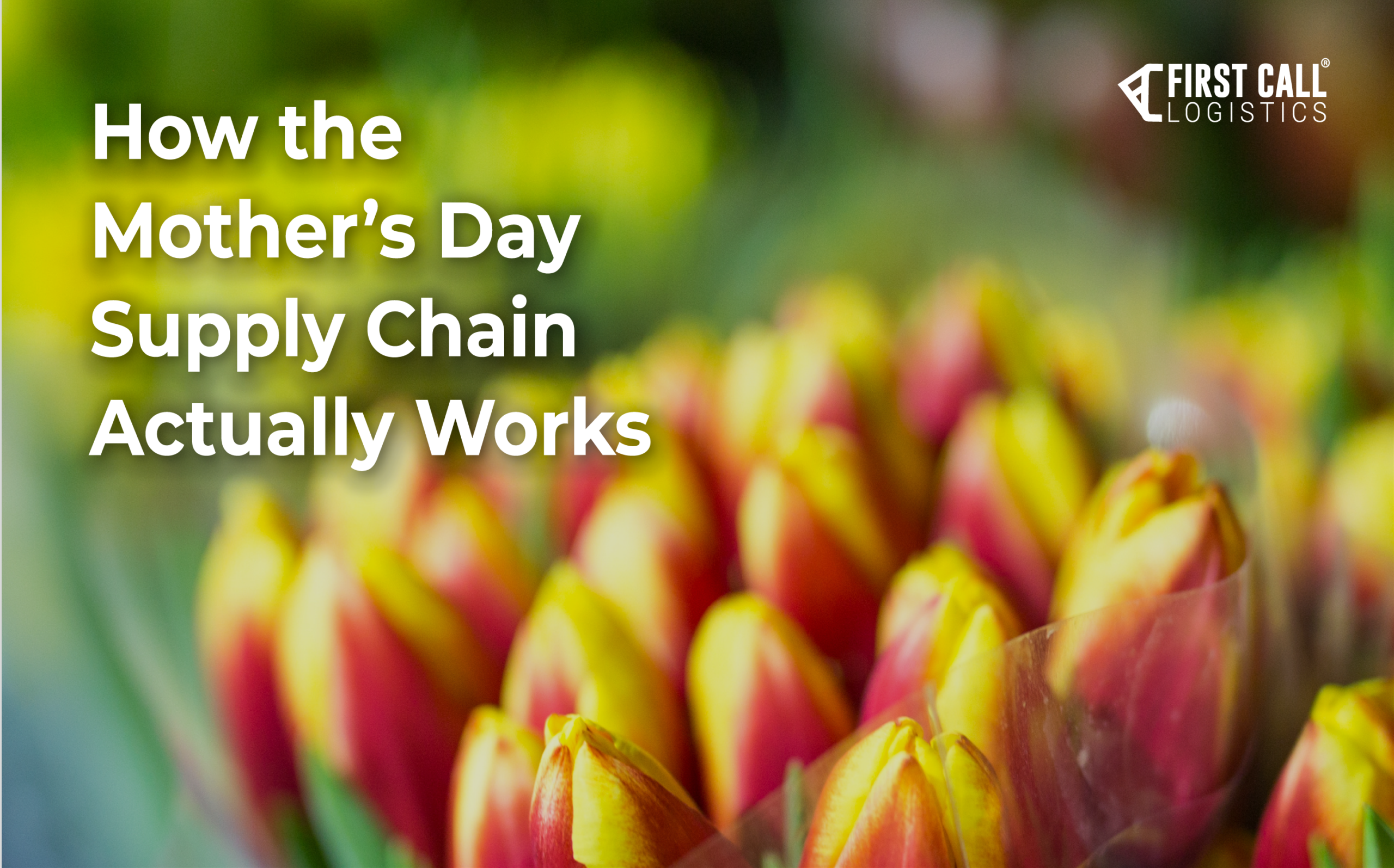 Tulips in a floral supply chain representing Mother’s Day logistics and distribution